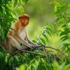 Kahau nosaty - Nasalis larvatus - Proboscis Long-nosed Monkey o8707